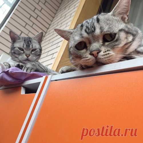 Луху, самая грустная кошечка в Интернете