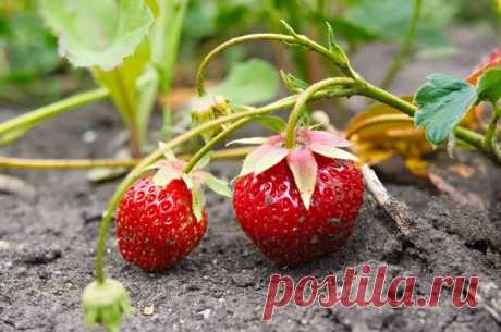 Налёт и слизни. Как не потерять урожай садовой земляники