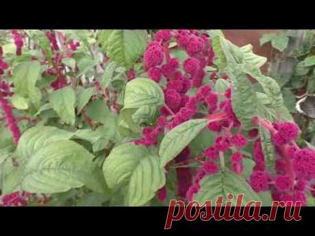 Как выращиваю амарант