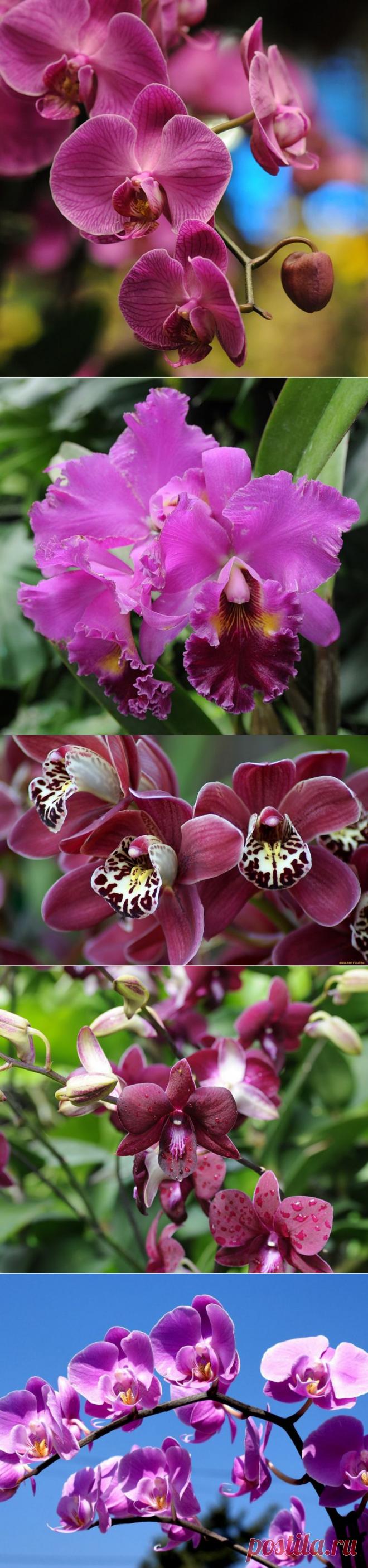 ПРЕКРАСНЫЕ БАБОЧКИ КРЫЛЬЯ…ТPЕПЕЩЕТ ВАНИЛЬНАЯ НЕЖНОСТЬ…OРХИДЕИ | Самоцветик