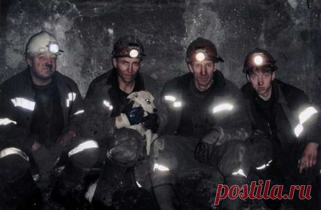 История собаки Ляльки, которой благодарные шахтёры установили памятник