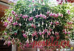 Двухлетний метод выращивания корзин с фуксиями: