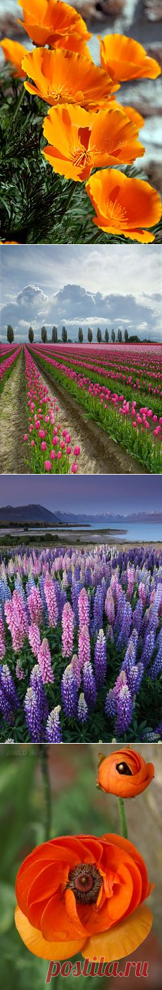 (1077) valkyriethais: Amazing ✈ World / California Poppy (Eschscholzia californica) S. California. gorgeous!! on We Heart It - http://weheartit.com/entry…