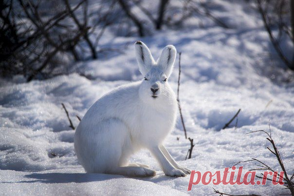 Животные в дикой природе | 58 фотографий