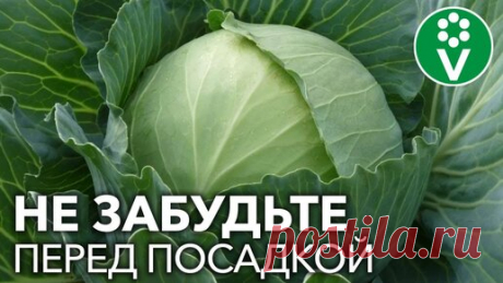 КАЖДЫЙ КОЧАН КАПУСТЫ БУДЕТ СОЧНЫМ, если перед ее посадкой сделать это! | Procvetok | Дзен
