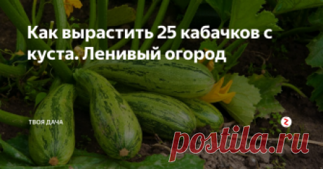 Как вырастить 25 кабачков с куста. Ленивый огород Многие дачники и огородники заметили на практике, в погоне за еще одним свободным метром земли часто забывают про существование мобильных грядок. Суть ее проста, для этого достаточно застелить лоток газетой, засыпать смесь земли и перегноя почти доверху, и высадить рассаду или семечку. Далее ставьте куда душе угодно, расти будет компактно, а плодов будет много.
Это такой лирический отступ, на поду
