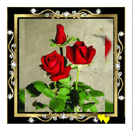 Живые фотографии – Google+