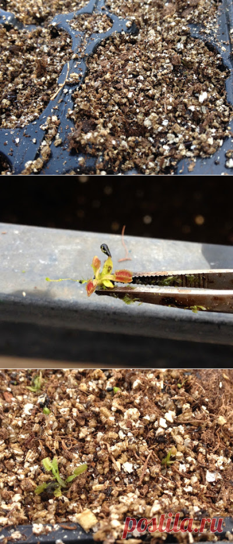 Trasplante de plántulas de Dionaea muscipula | En la última entrada de septiembre os enseñamos la germinación de las semillas de Dionaea en tan solo 9 días y sin estratificar. Estas semillas han ido creciendo y al mismo tiempo han germinado muchas más. No obstante, en uno de los planteles el musgo ha ido creciendo hasta cubrir todos los alveolos y por lo tanto compitiendo con las plántulas de Dionaea muscipula por la luz solar...
