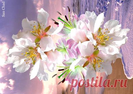 (1) Dr Chernykh A.D. (@sanchad7) | Твиттер