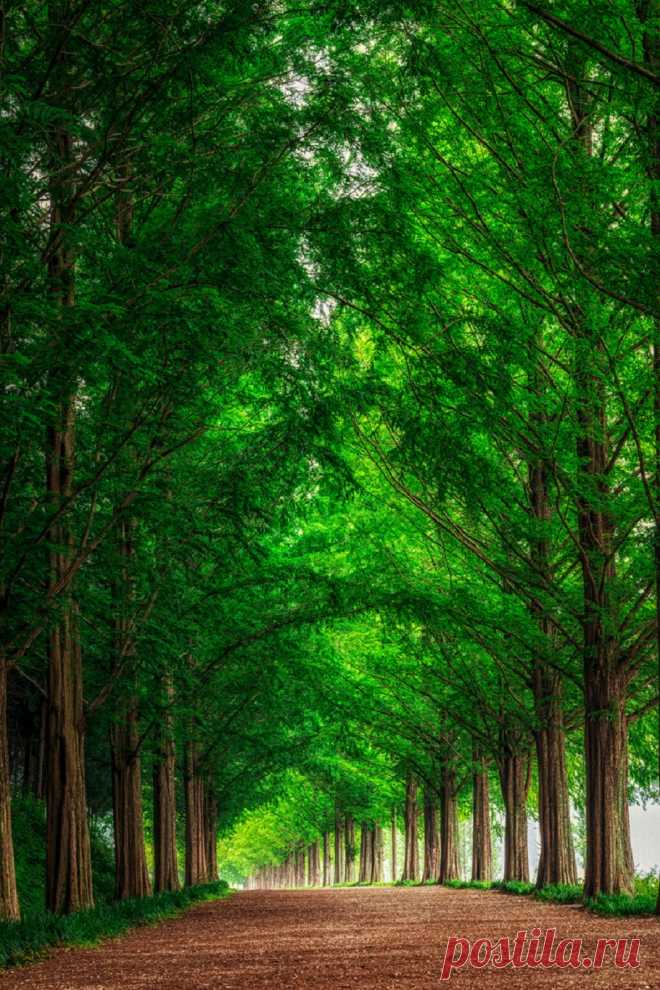 TREE FOREST LANDSCAPE OAK SUMMER PARK TREES PLANT GRASS NATURAL