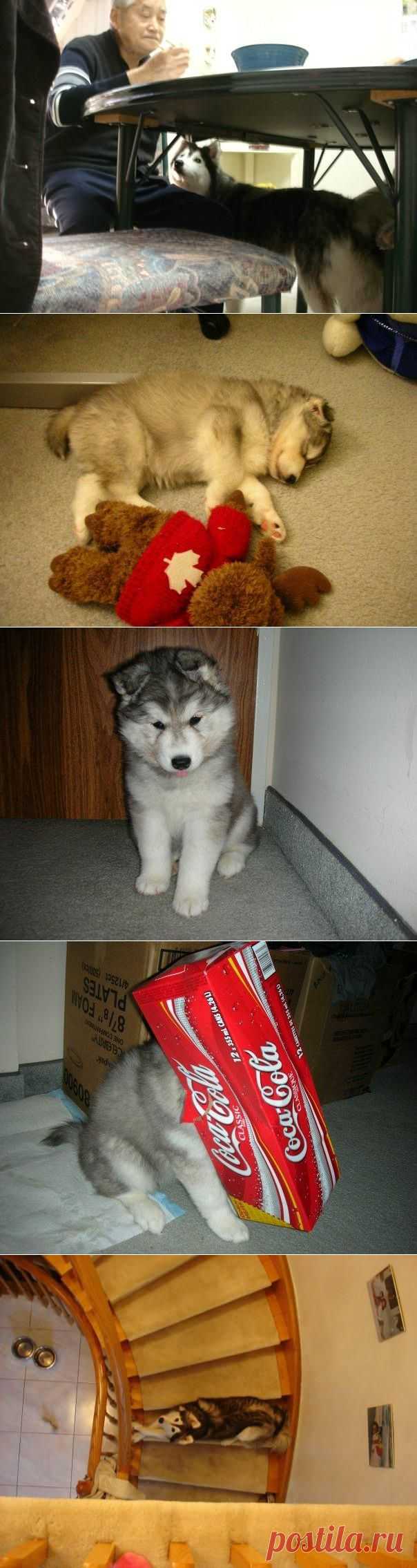 Хаски, воспитанный кошками | ЖИВОЙ УГОЛОК