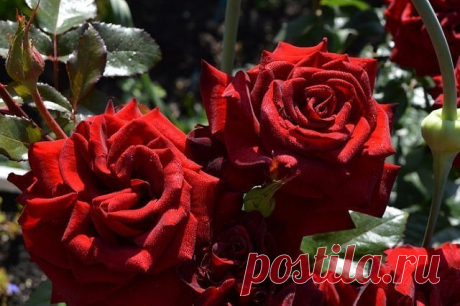 ПОДКОРМКА ДЛЯ РОЗ