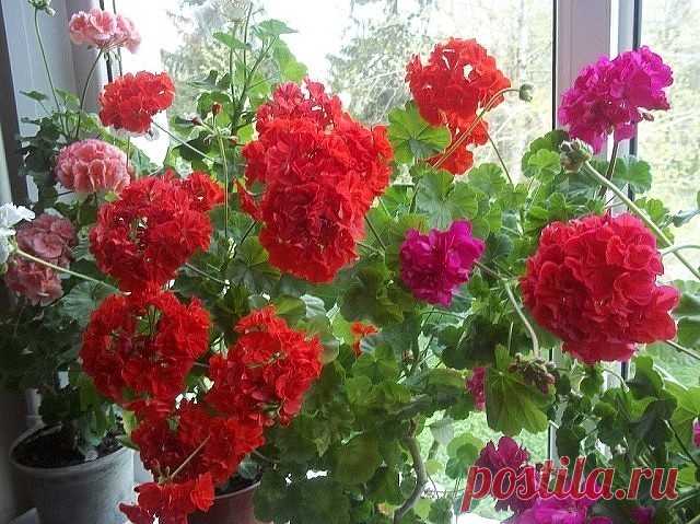 Мои гераньки. КАК ВАМ??

5 БАБУШКИНЫХ СОВЕТОВ ДЛЯ ЦВЕТОВ

Совет 1.
Зимой и осенью цветы нужно поливать утром. Летом и весной – вечером.

Совет 2.
Опрыскивать цветы нужно рано утром или вечером. В опрыскиватель заливают горячую воду, при распылении она остывает.

Советы для яркости листвы, подкормки для обильного цветения и другие советы бабушки смотрите на нашем сайте http://quharka.ru/recipes/90720/5-sovetov-dlya-tsvetov.html?t=0900