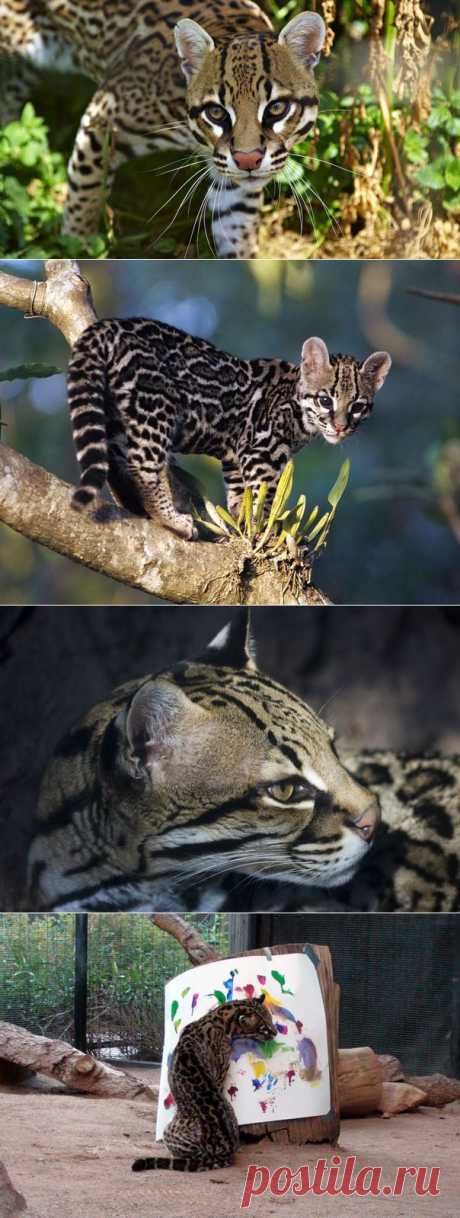 кошечка ))