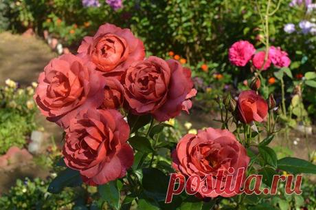 Что нужно учитывать при осенней посадке роз
Розы в средней полосе России можно сажать не только весной, но и осенью. Завершить посадки лучше не позднее чем в середине октября — тогда растения успеют адаптироваться на новом месте до наступления…