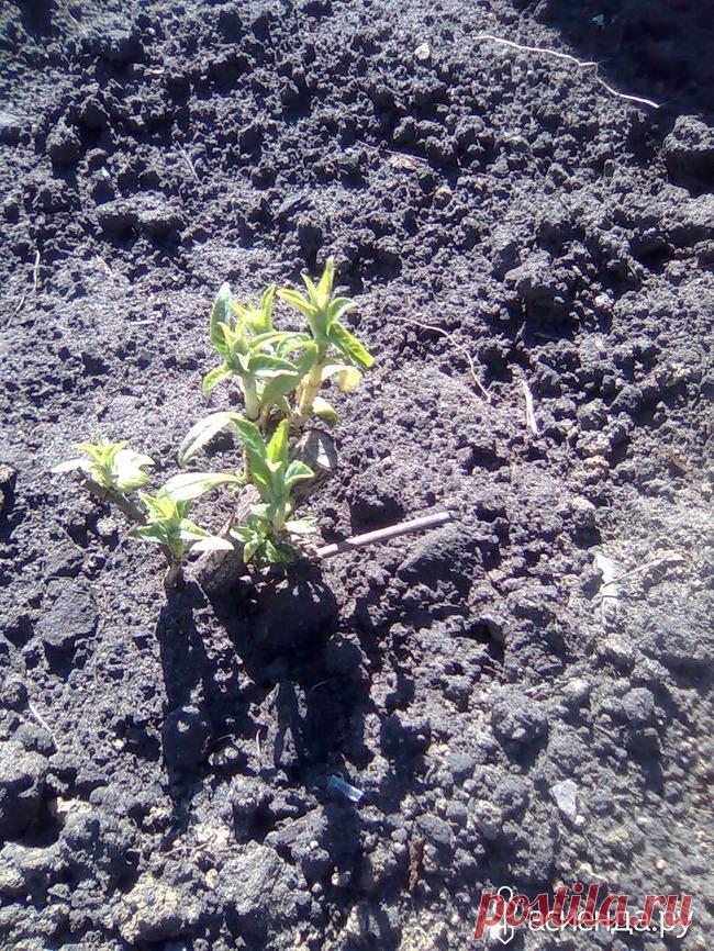 Будлея из семян, и не сложно...: Группа Декоративные деревья и кустарники