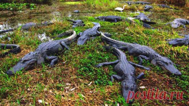 10 лучших мест для увлекательного отдыха во Флориде. TRVL-BLOG. Блог о жизни в США