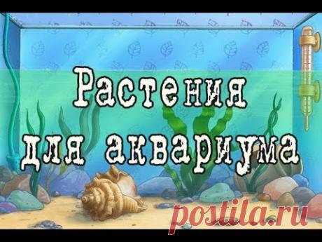 Неприхотливые АКВАРИУМНЫЕ РАСТЕНИЯ для начинающих