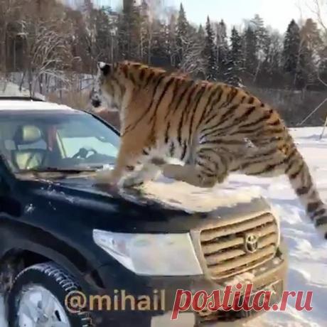 Полосатый рейс.. или прогулка с тиграми