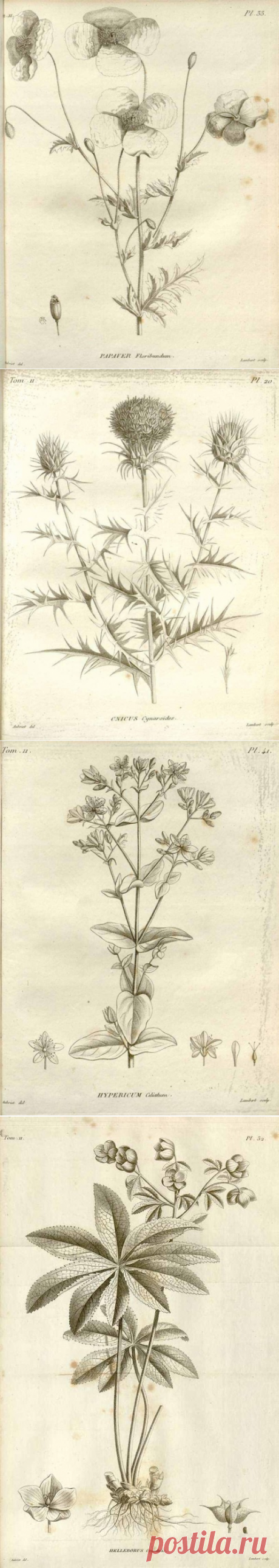 Aubriet: plantarum — ЖЖ
