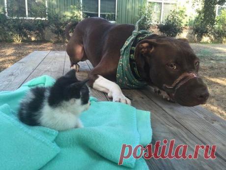 Обиженный судьбой питбуль протягивает лапу помощи