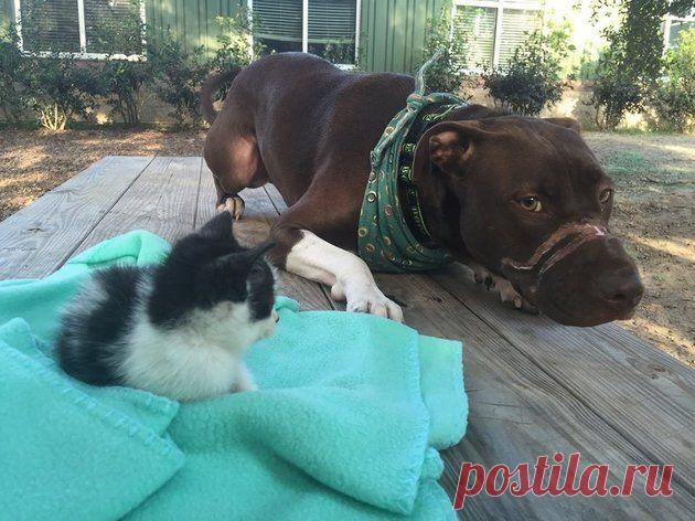 Обиженный судьбой питбуль протягивает лапу помощи