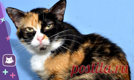 😺Существуют ли рыжие кошки и трехцветные коты? | Нос, хвост, лапы | Яндекс Дзен
