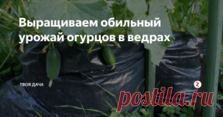 Выращиваем обильный урожай огурцов в ведрах Часто у дачников и огородник под осень не остается места на своих участках, а ведь приятно осенью кушать свои хрустящие зеленцы. Для этого можно использовать любые емкости, только если они до 4 литров, нужно понимать, далее все будет расти на гидропонике (смесь удобрений, как минеральных, так и натуральных). Поэтому лучше всего подходят ведра объемом 10 л., в них оптимальное кол-во земли для обесп