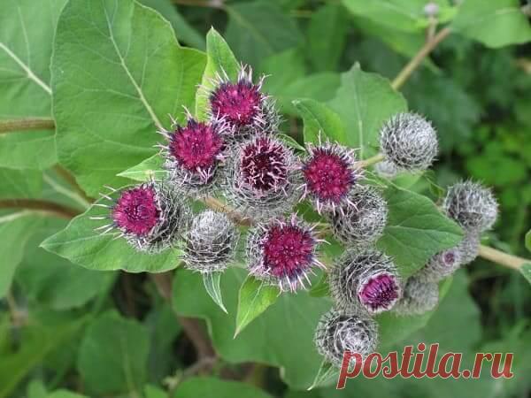 Лечение соком лопуха кисты, миомы. Надёжное средство Лечение соком лопуха кисты, миомы и некоторых других заболеваний. Старое и надёжное средство. Пить сок нужно строго по схеме, без пропусков.