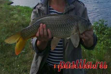Ловля сазана. Техника и тактика