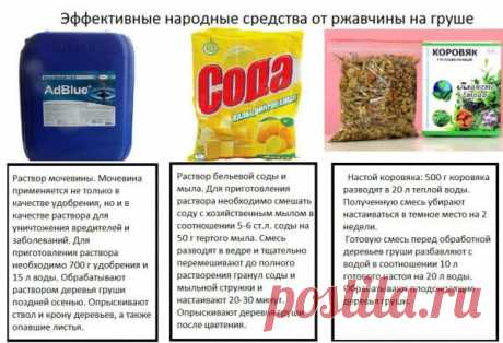 Ржавчина на листьях груши: чем лечить. Признаки болезни - как спасти плодовое дерево