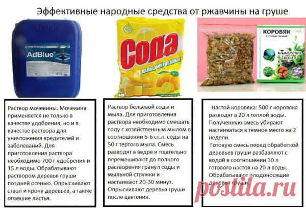 Ржавчина на листьях груши: чем лечить. Признаки болезни - как спасти плодовое дерево