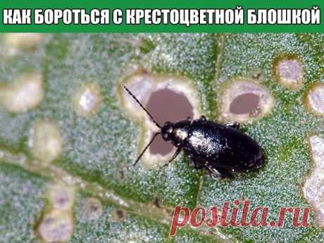 Как бороться с крестоцветной блошкой

Насекомое, которое мы называем крестоцветной блошкой, на самом деле является жуком-листоедом небольшого размера с задними прыгательными ножками, как только жук почувствует опасность, он использует эту способность.

Взрослые жуки, имаго, после зимовки выбираются из почвы и вначале питаются на крестоцветных сорняках(это сурепка, пастушья сумка), потом перебираются на культурные растения. Иногда личинки некоторых видов блошки(личинки свет...