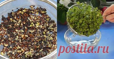 Ученые ошеломили: лекарство против рака всё это время таилось в обыкновенном зеленом овоще… Как с помощью подручных средств вырастить мощнейший онкопротектор.