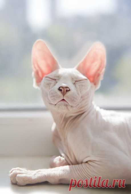 You're wrong if you think Sphynx cats are creepy | MNN - Mother Nature Network