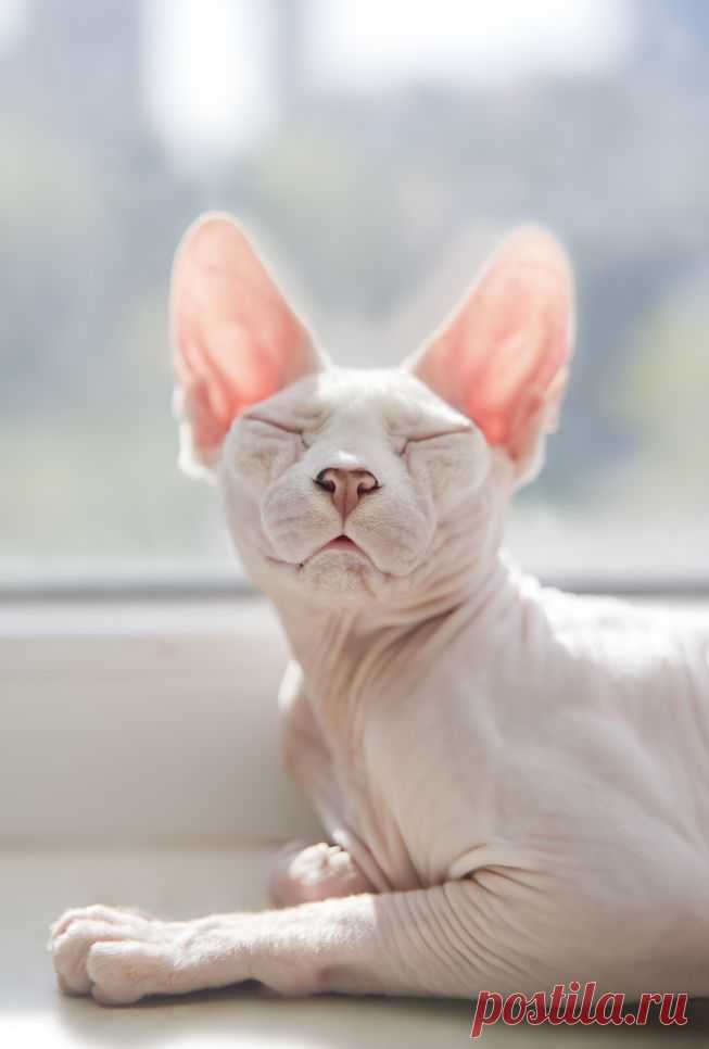 You're wrong if you think Sphynx cats are creepy | MNN - Mother Nature Network