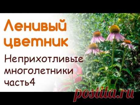 Неприхтливые многолетники. Рудбекия, Эхиноцея, Гелениум. Размножение и уход.