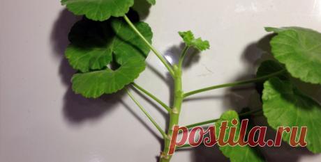 Как посадить герань без корней: фото, видео