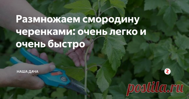 Размножаем смородину черенками: очень легко и очень быстро Размножать смородину черенками легко и удобно, а, самое главное, в будущем куст передаст в плодах все свои сортовые отличия. Это - одна из главных причин, почему дачники предпочитают черенковать кусты смородины. Если смородину рассадить делением или отводом побегов, то часто можно заметить вырождение куста – ягоды становятся мельче и не такие сладкие.