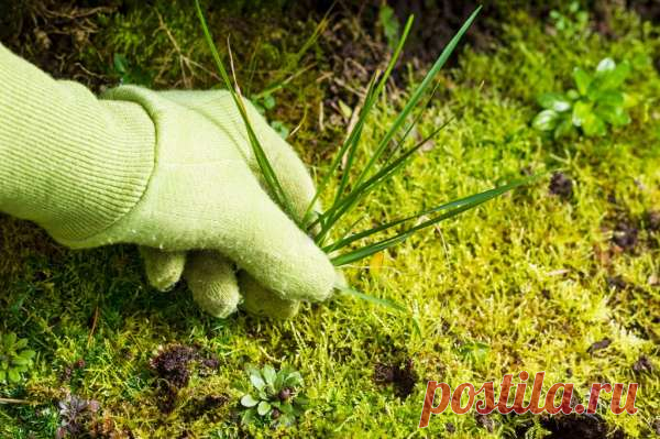 Химическая прополка — Домашние заботы