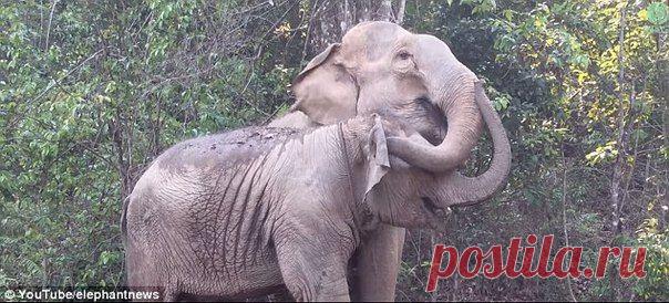 Слониха и ее детеныш узнали друг друга, встретившись спустя три года | Все о наших питомцах