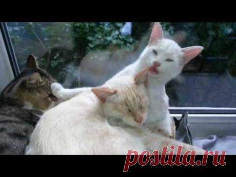 😼 Тут у нас похолодало, но в коробке места мало... 😇🐈😇