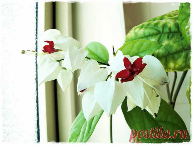 Мой любимый цветок.Не знаю как называется.