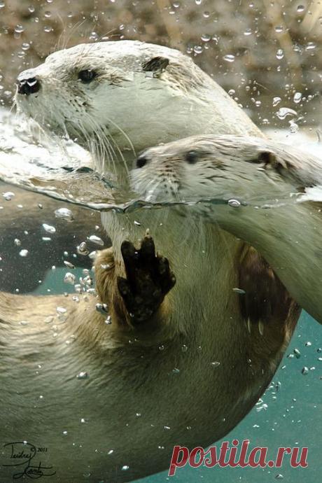 Морские выдры