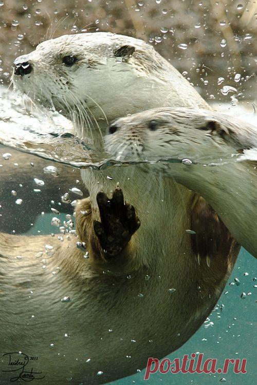 Морские выдры