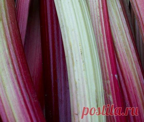 С кислинкой. Что приготовить из ревеня