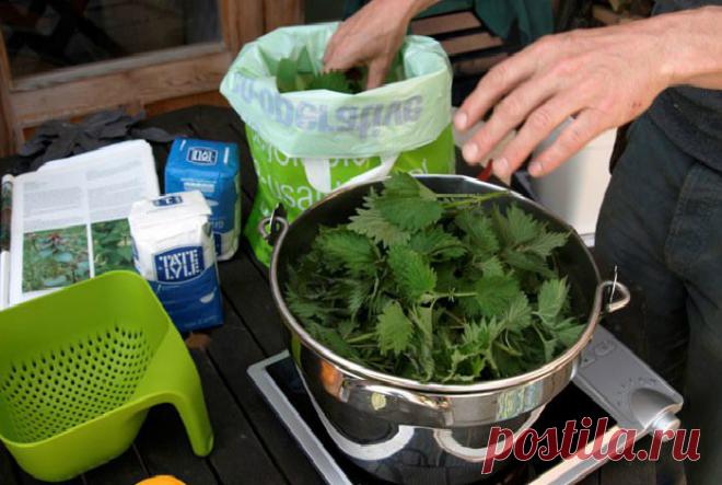 Эффективные удобрения для комнатных и садовых растений, которые есть дома у каждого