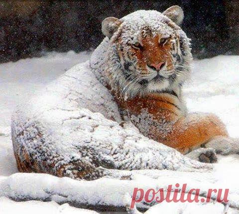 Planet Tiger - Planet Tiger добавил(-а) новое фото.