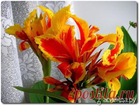 Ревизия домашних цветов. Часть третья.: Группа Комнатные растения