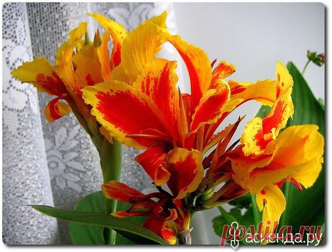 Ревизия домашних цветов. Часть третья.: Группа Комнатные растения